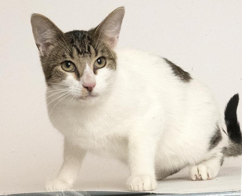 Enlarge Six, a ADOPTABLE Domestic Short Hair in Chicago, IL image 5/6