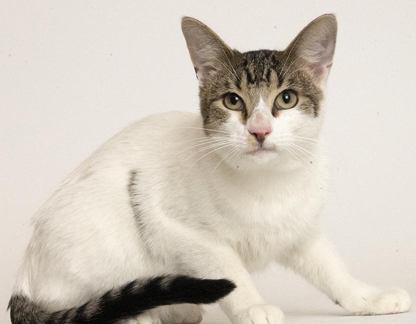 Enlarge Six, a ADOPTABLE Domestic Short Hair in Chicago, IL image 6/6