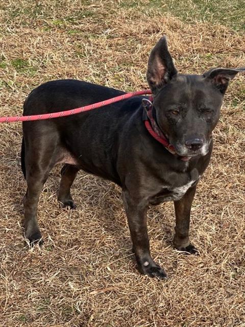 KATO, Adoptable, Adult Female Labrador Retriever & Mixed Breed.