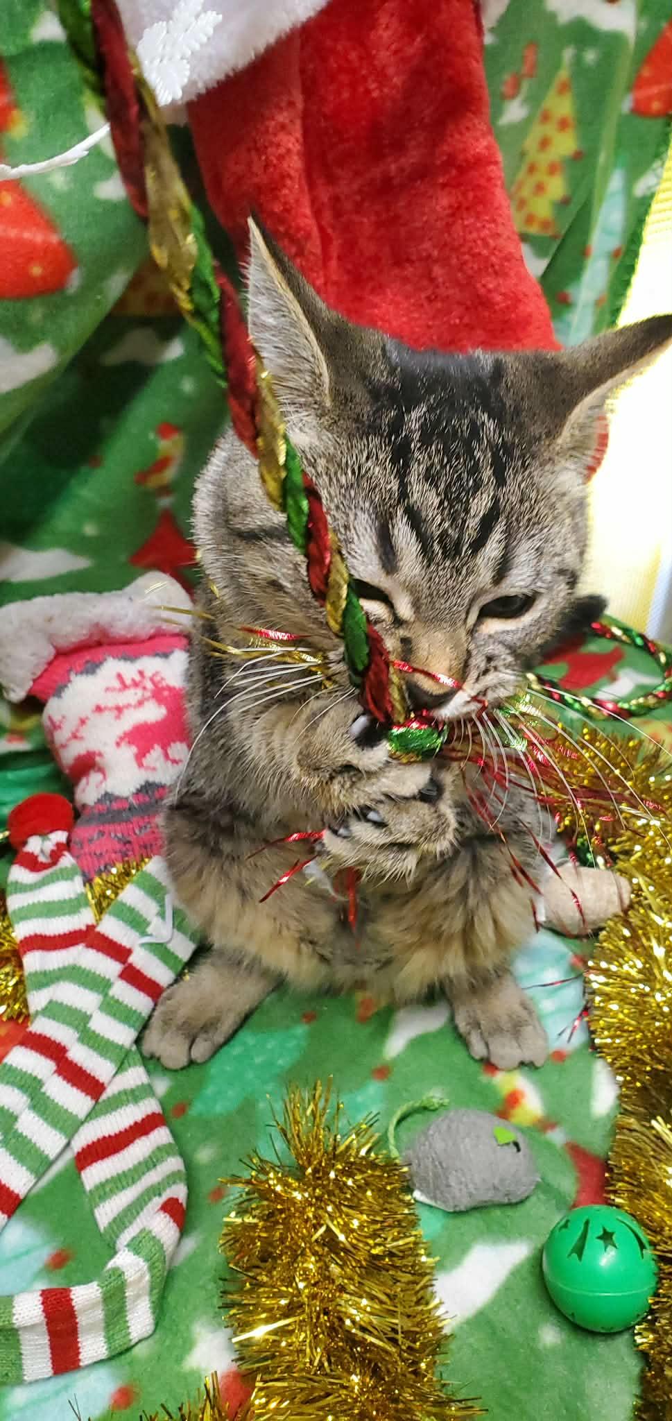 Red, Adoptable, Kitten Female Domestic Short Hair & Tabby.