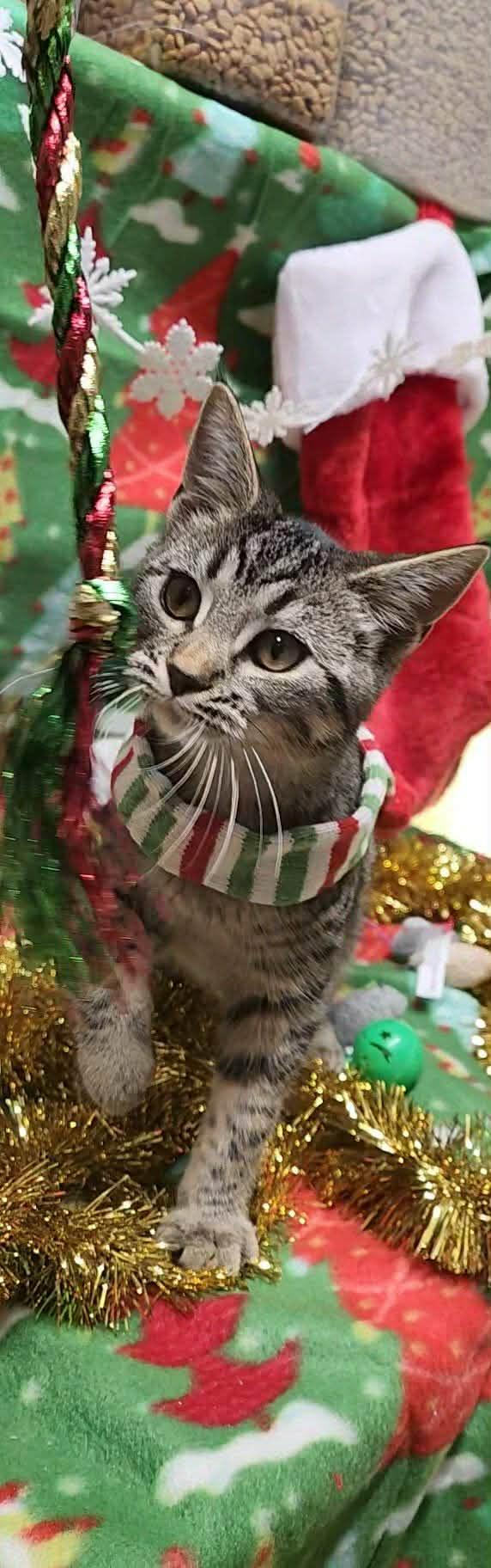 Enlarge Red, a Adoptable mixed breed in Stover, MO image 2/3