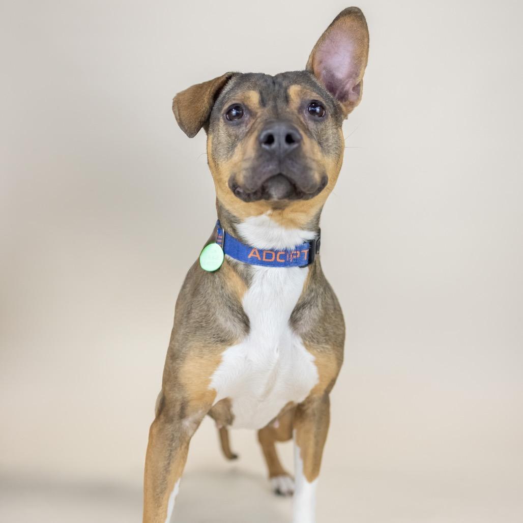 Penny, Adoptable, Young Female Mixed Breed.