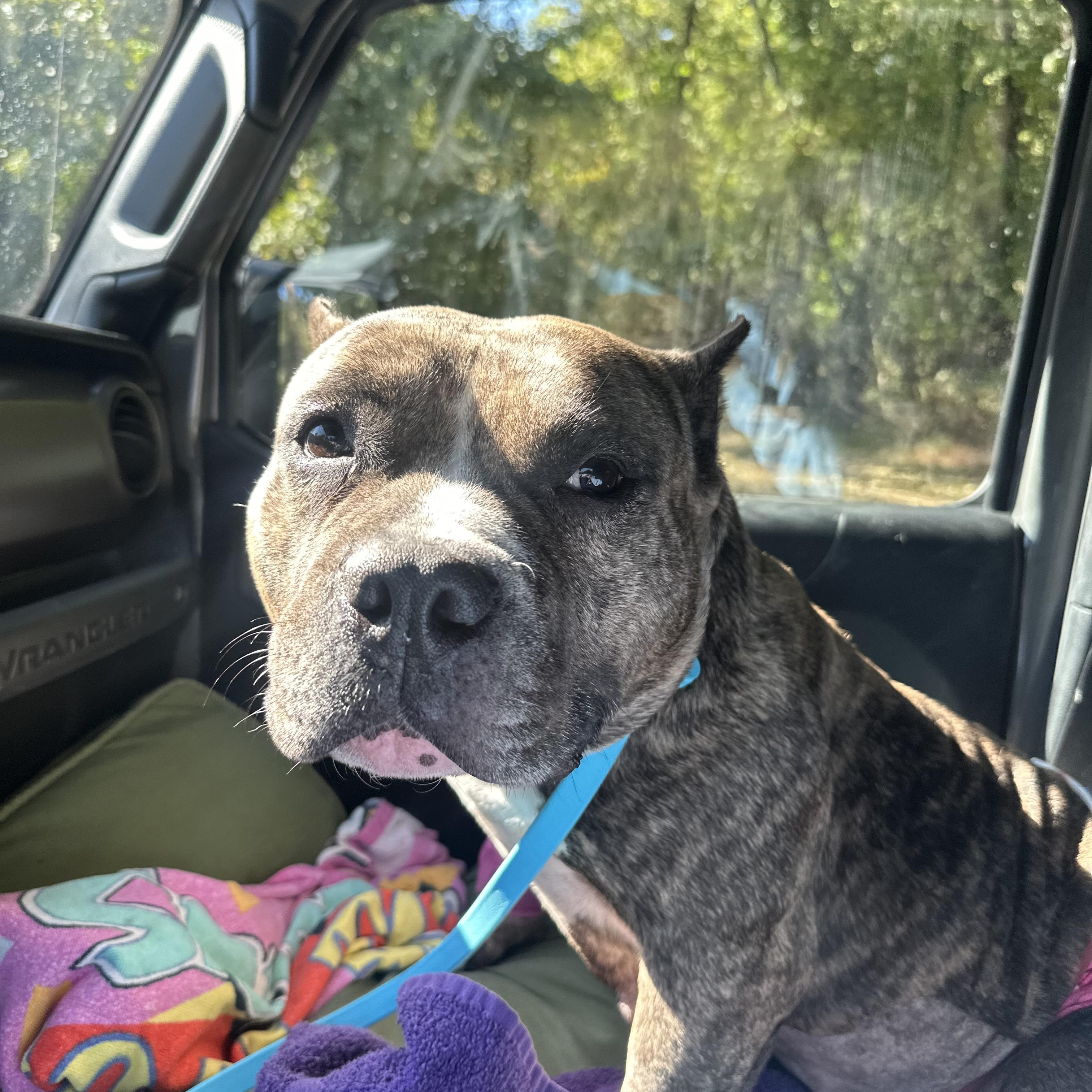 Fiona, a Adoptable American Bully in Mahwah, NJ image 5/5