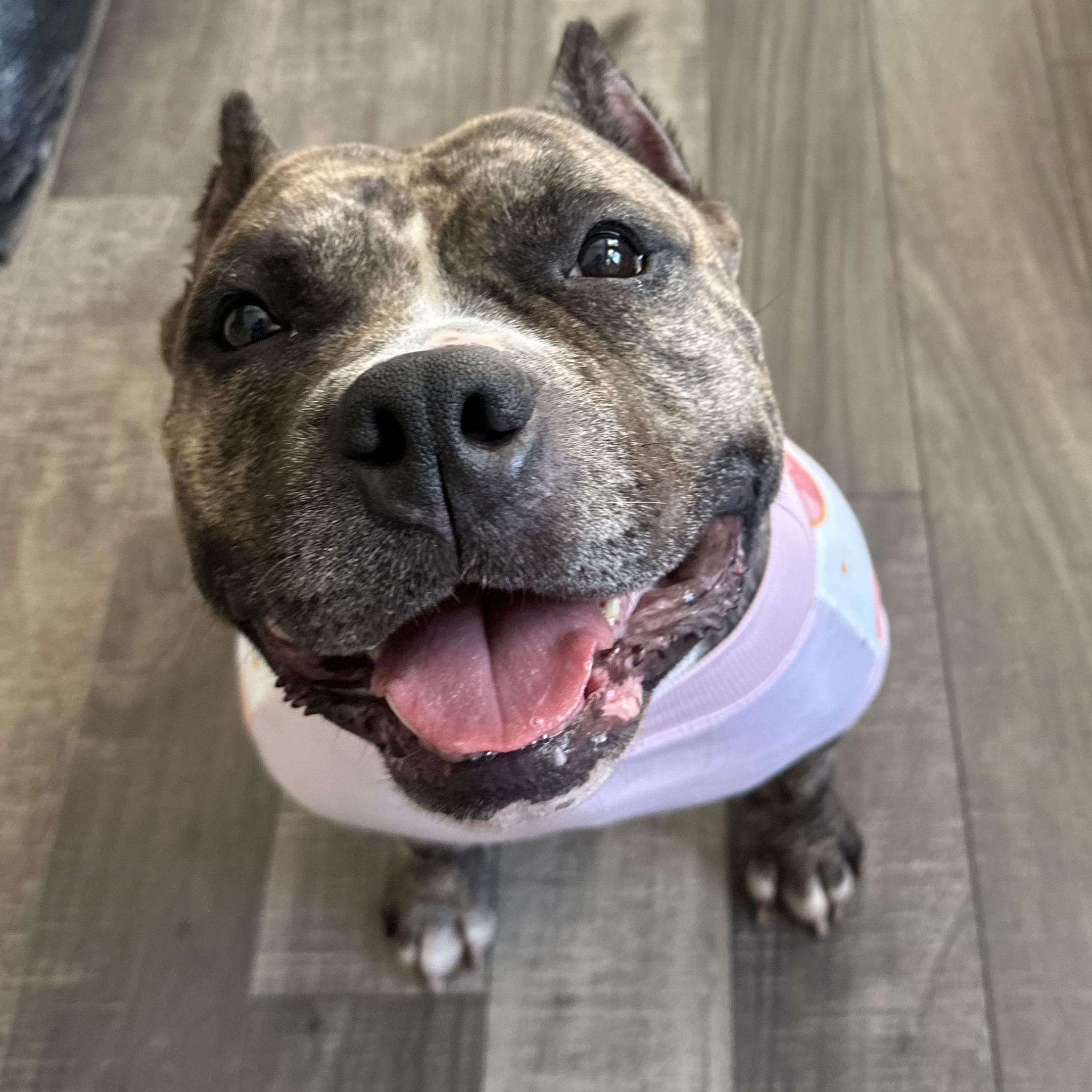 Fiona, a Adoptable American Bully in Mahwah, NJ image 2/5