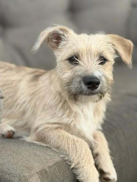 Calvin, a Adoptable mixed breed in Battle Creek, MI image 2/2