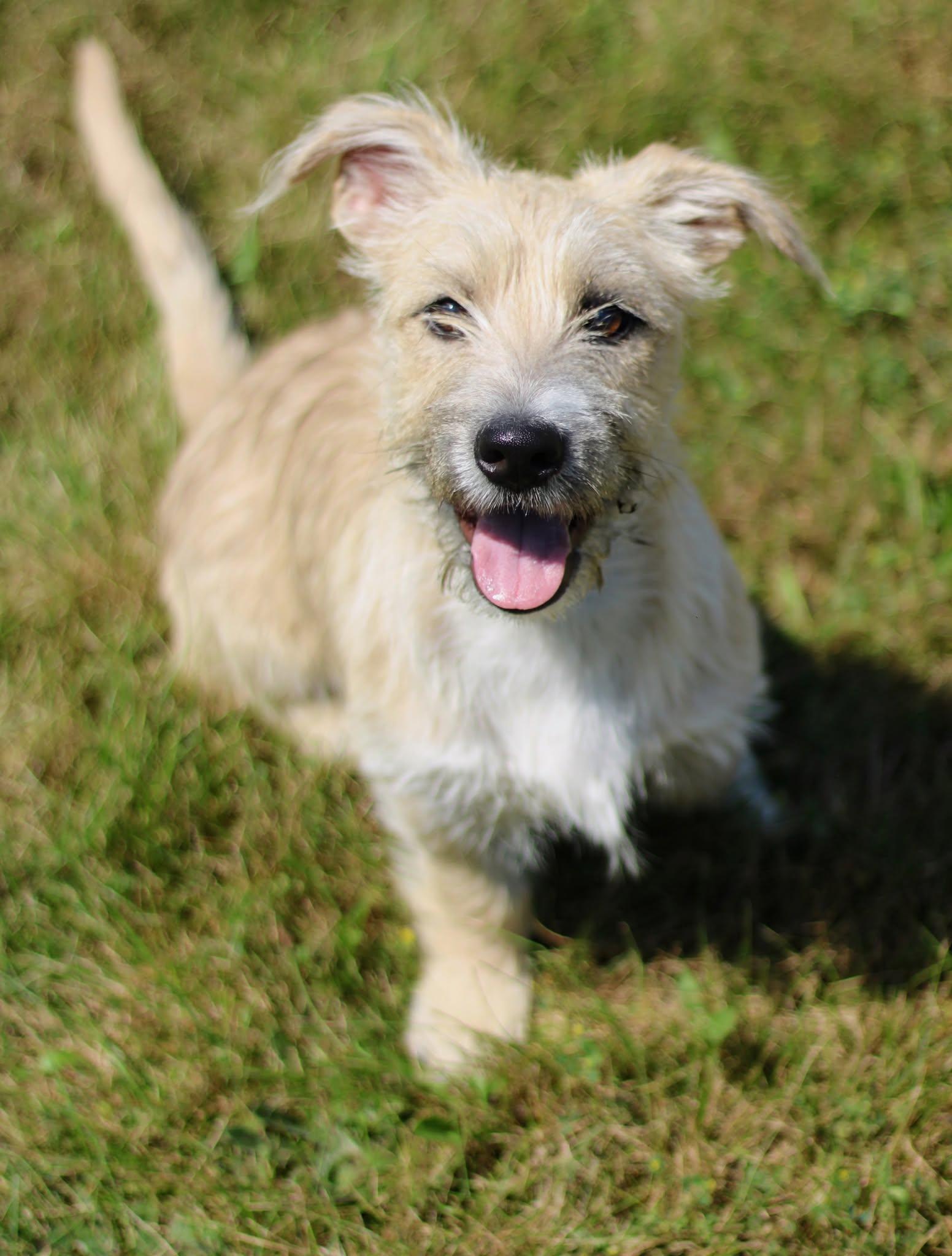 Calvin, Adoptable, Puppy Male Terrier.