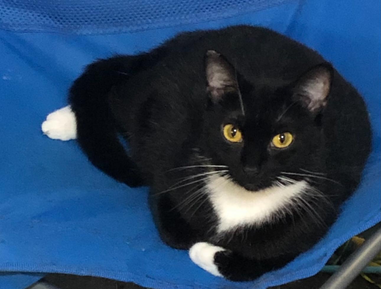 Athena (sweet girl ) ormond