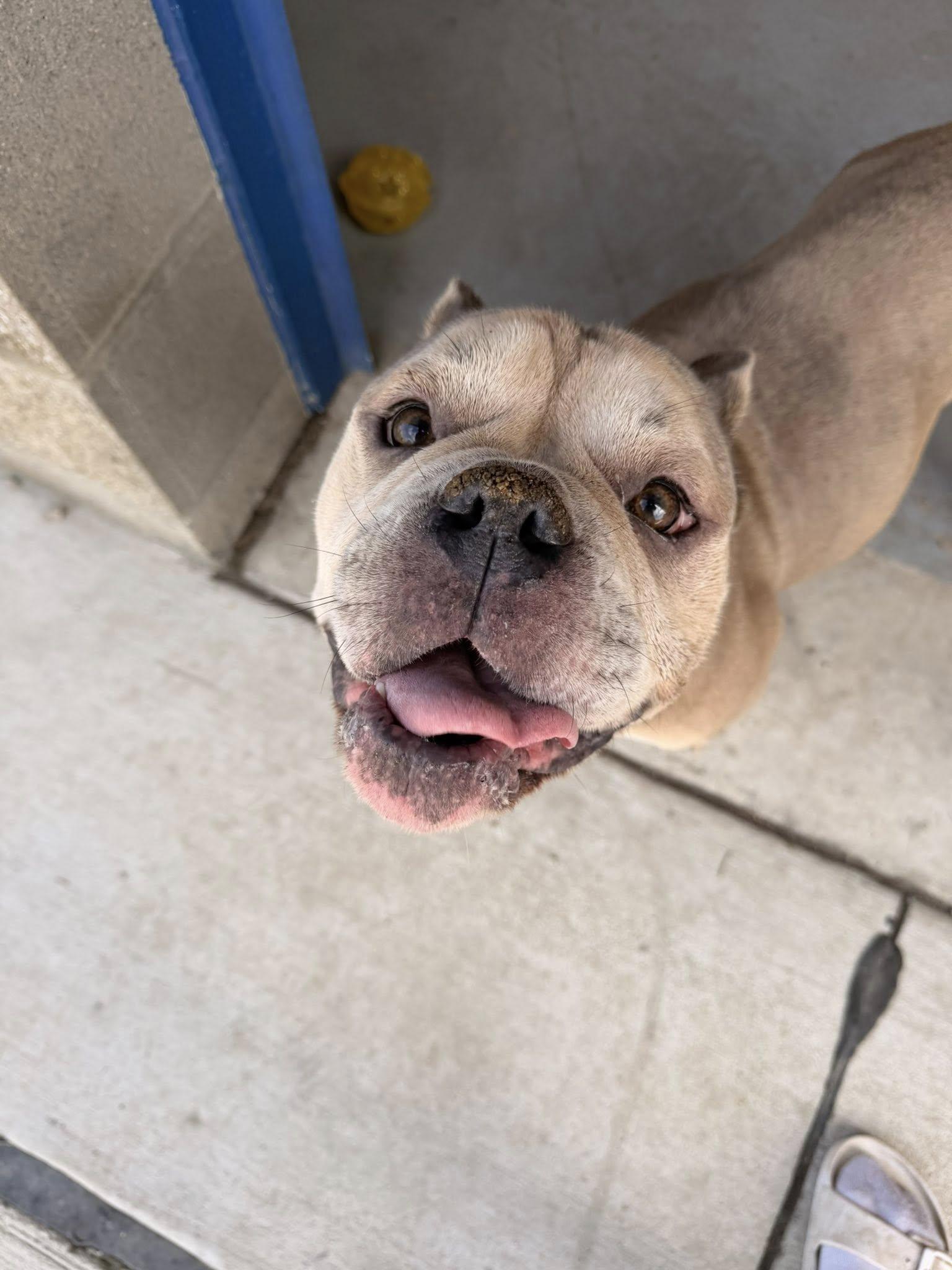 Velcro , ADOPTABLE, Senior Male American Bully.
