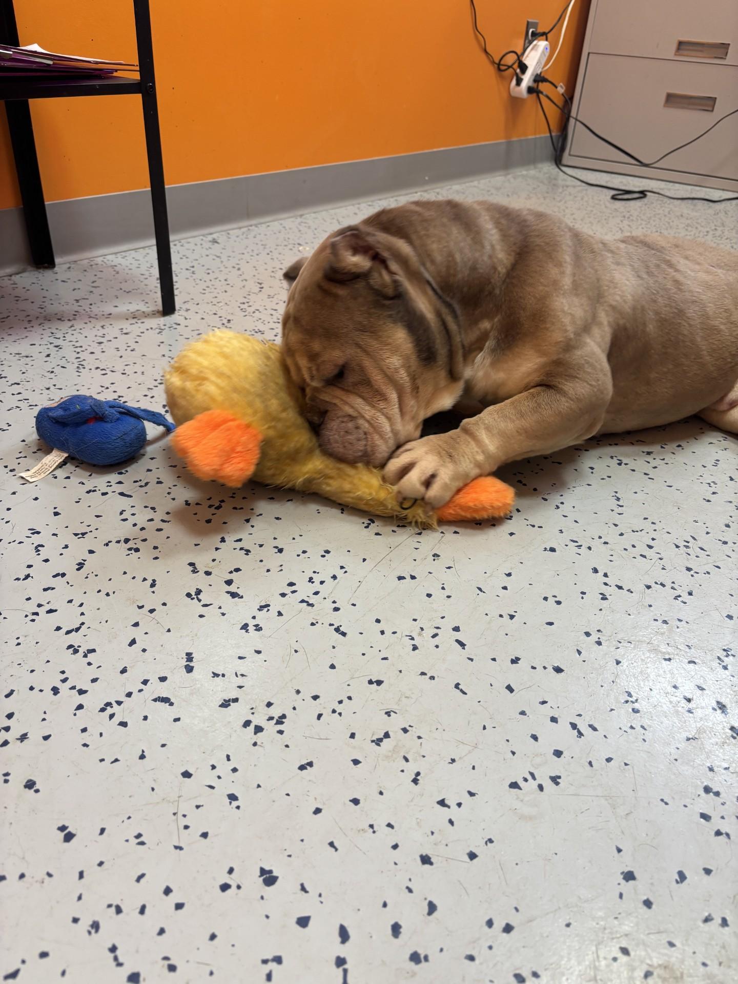 Enlarge Velcro , a ADOPTABLE mixed breed in Lincoln Park, MI image 4/4