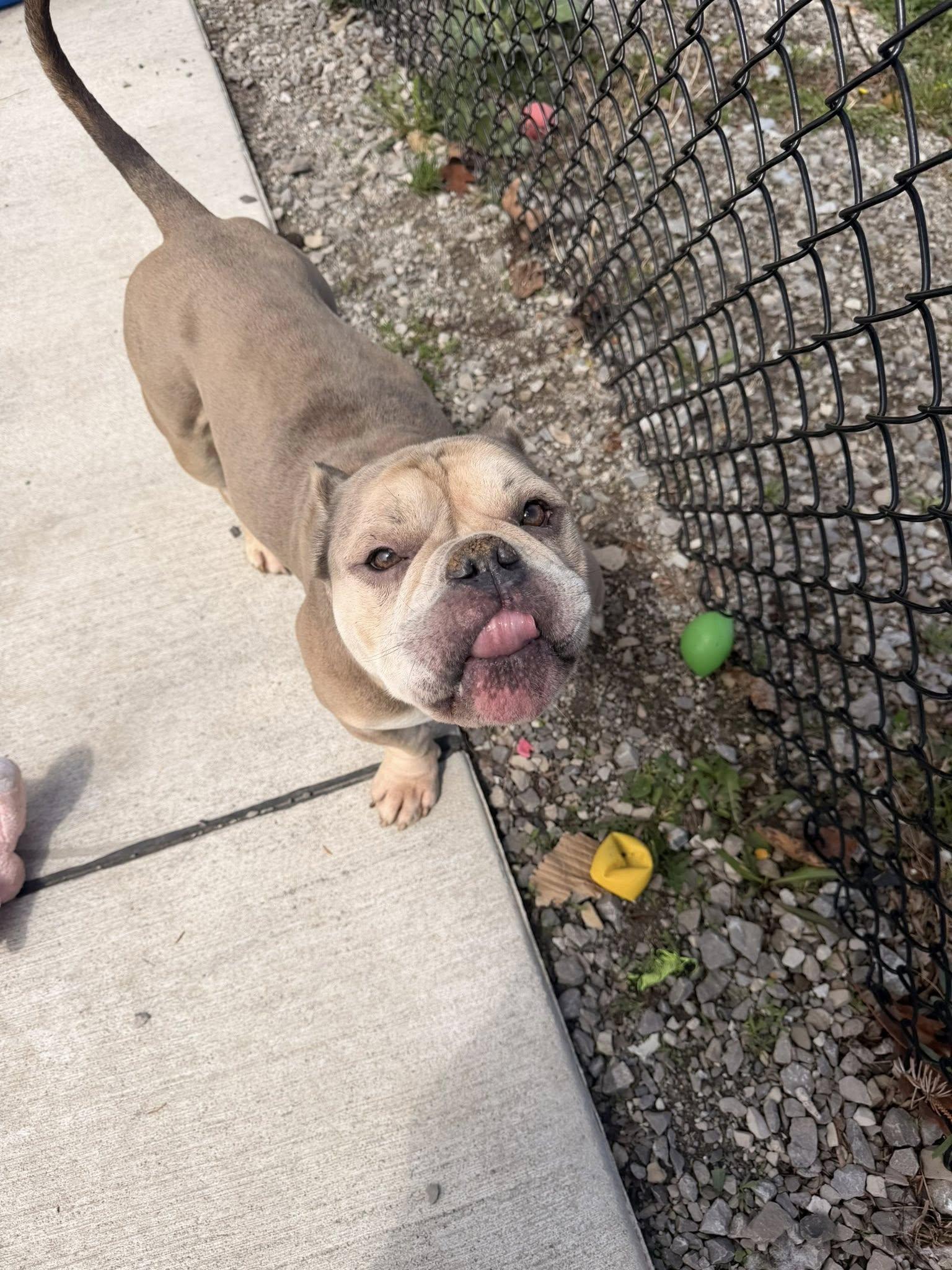 Enlarge Velcro , a ADOPTABLE mixed breed in Lincoln Park, MI image 2/4
