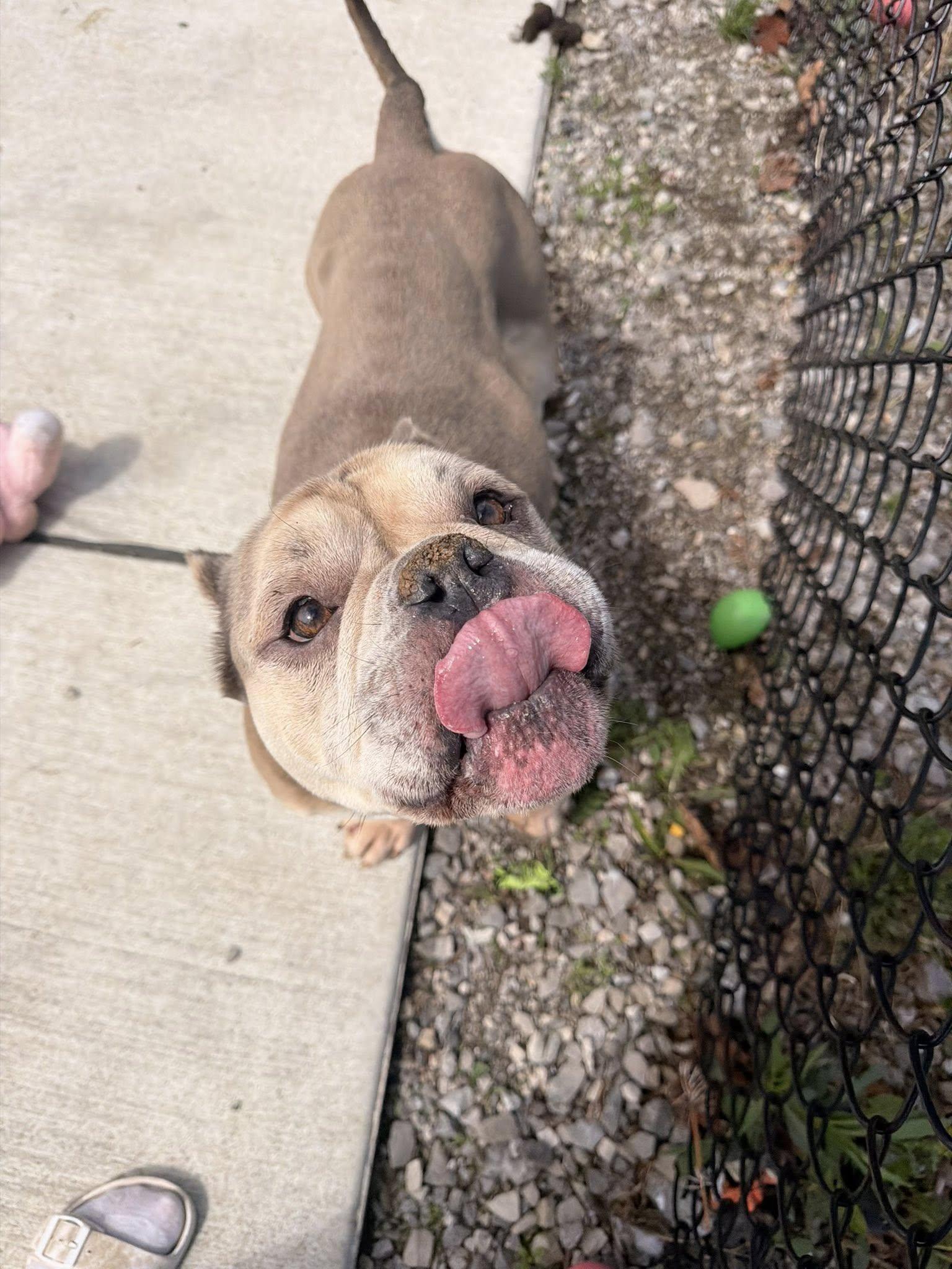 Enlarge Velcro , a ADOPTABLE mixed breed in Lincoln Park, MI image 3/4