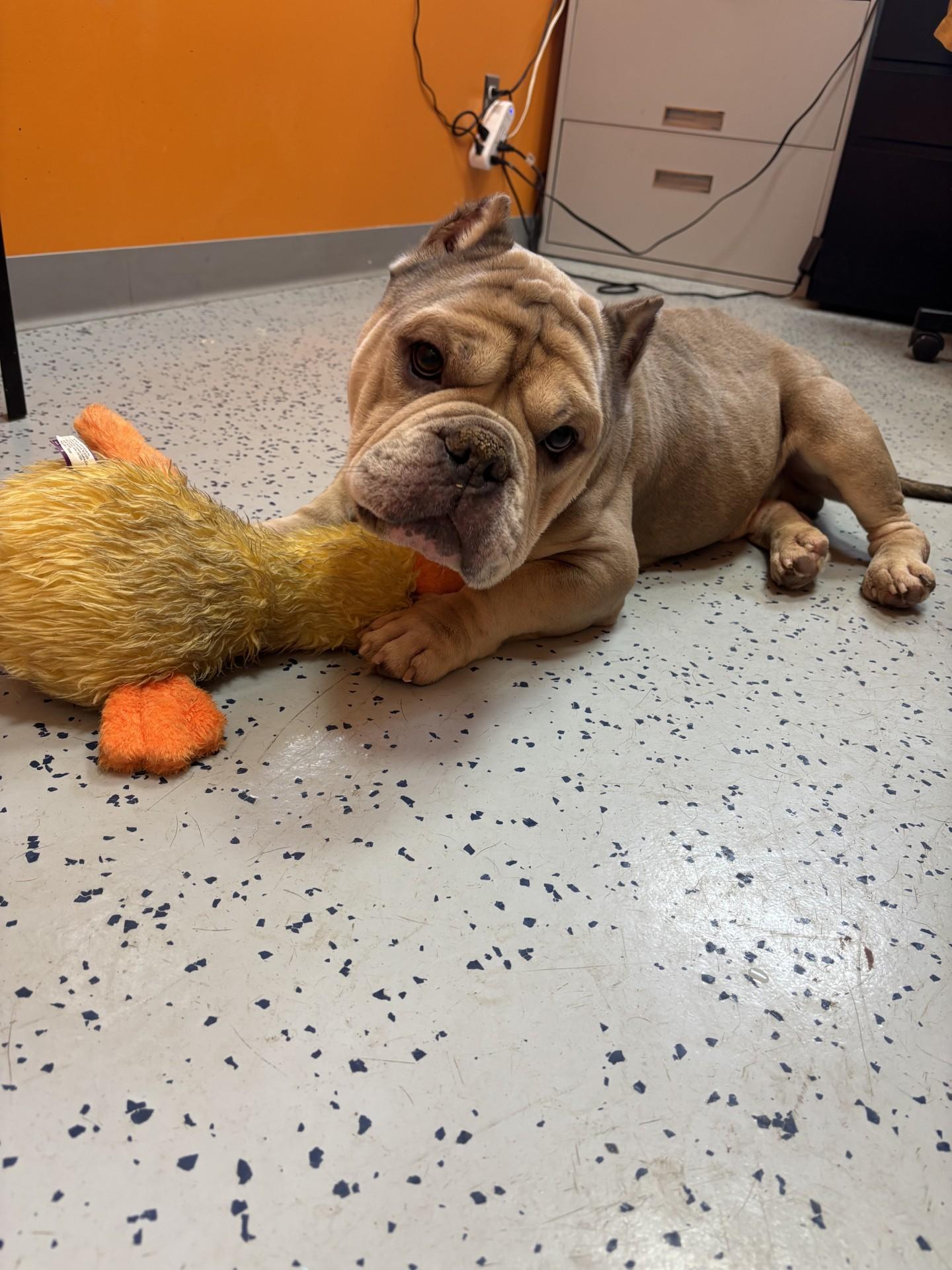 Enlarge Velcro , a ADOPTABLE mixed breed in Lincoln Park, MI image 3/4
