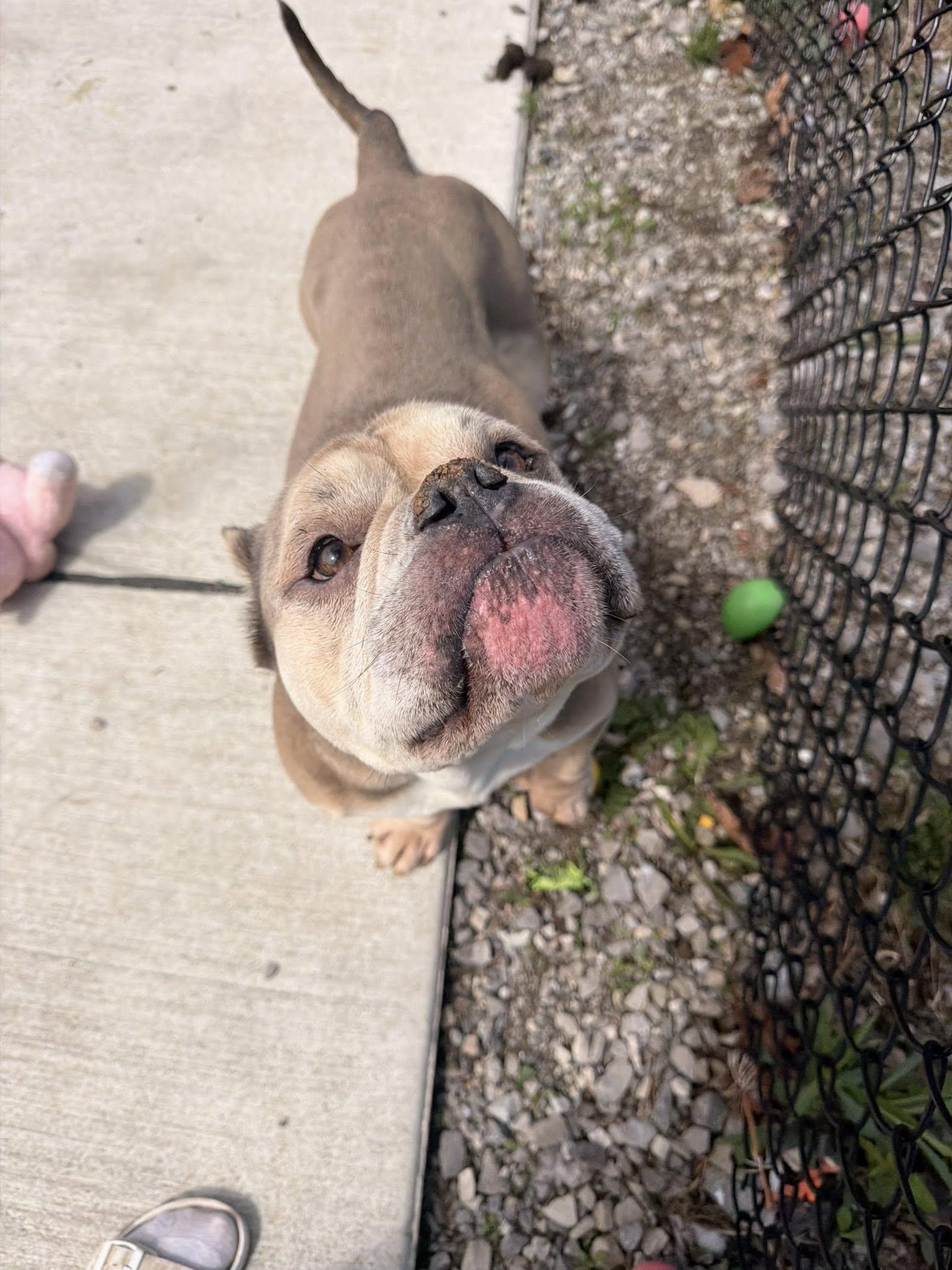 Enlarge Velcro , a ADOPTABLE mixed breed in Lincoln Park, MI image 4/4
