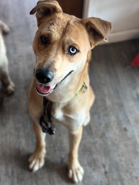 Enlarge Mufassa, a Adopted mixed breed in Petaluma, CA image 1/3