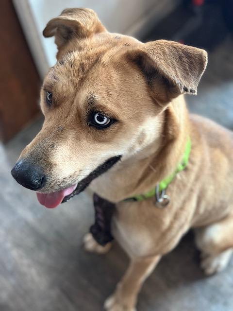 Enlarge Mufassa, a Adopted mixed breed in Petaluma, CA image 2/3