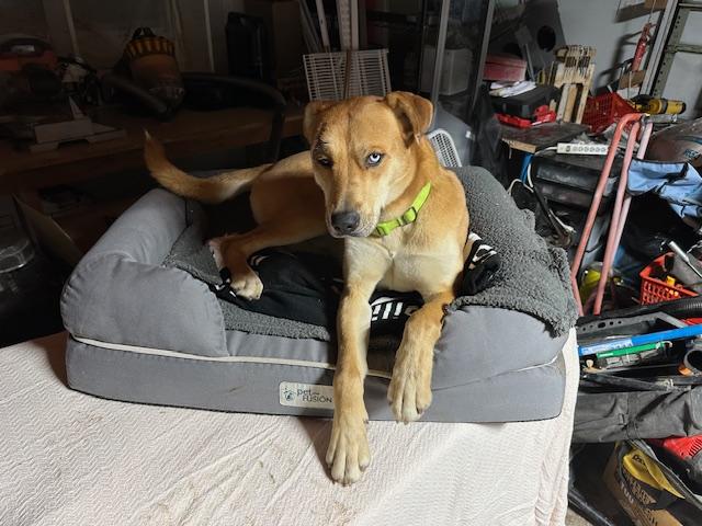 Enlarge Mufassa, a Adopted mixed breed in Petaluma, CA image 3/3