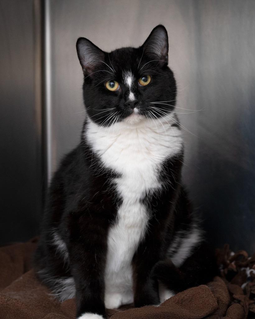 Enlarge Sam bonded with Sissy, a Adoptable mixed breed in Boone, IA image 1/2