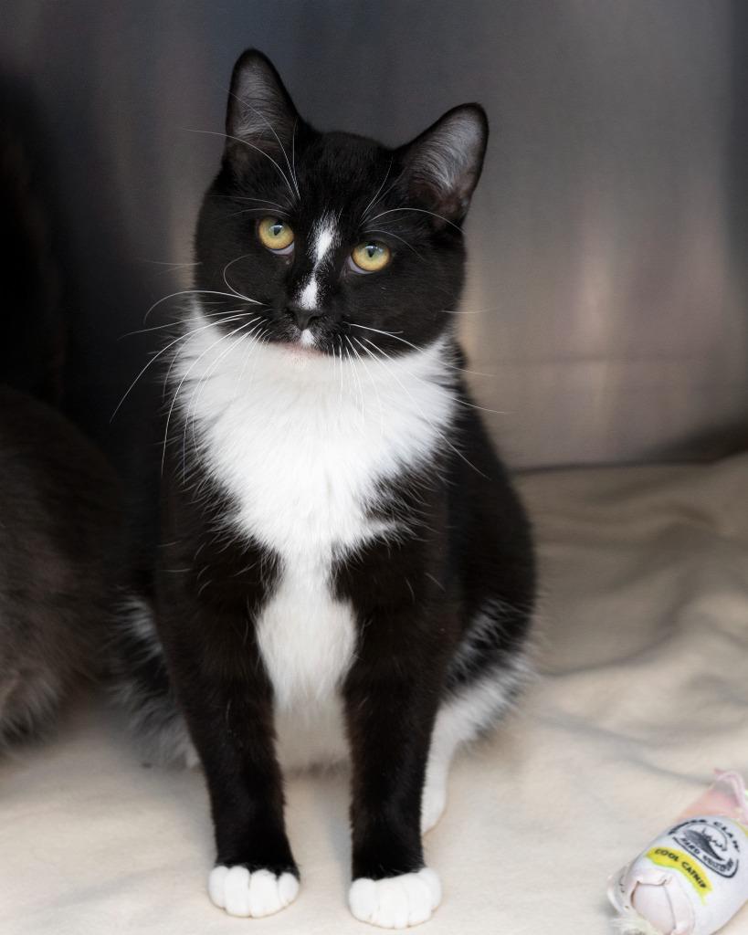 Enlarge Sam bonded with Sissy, a Adoptable mixed breed in Boone, IA image 2/2