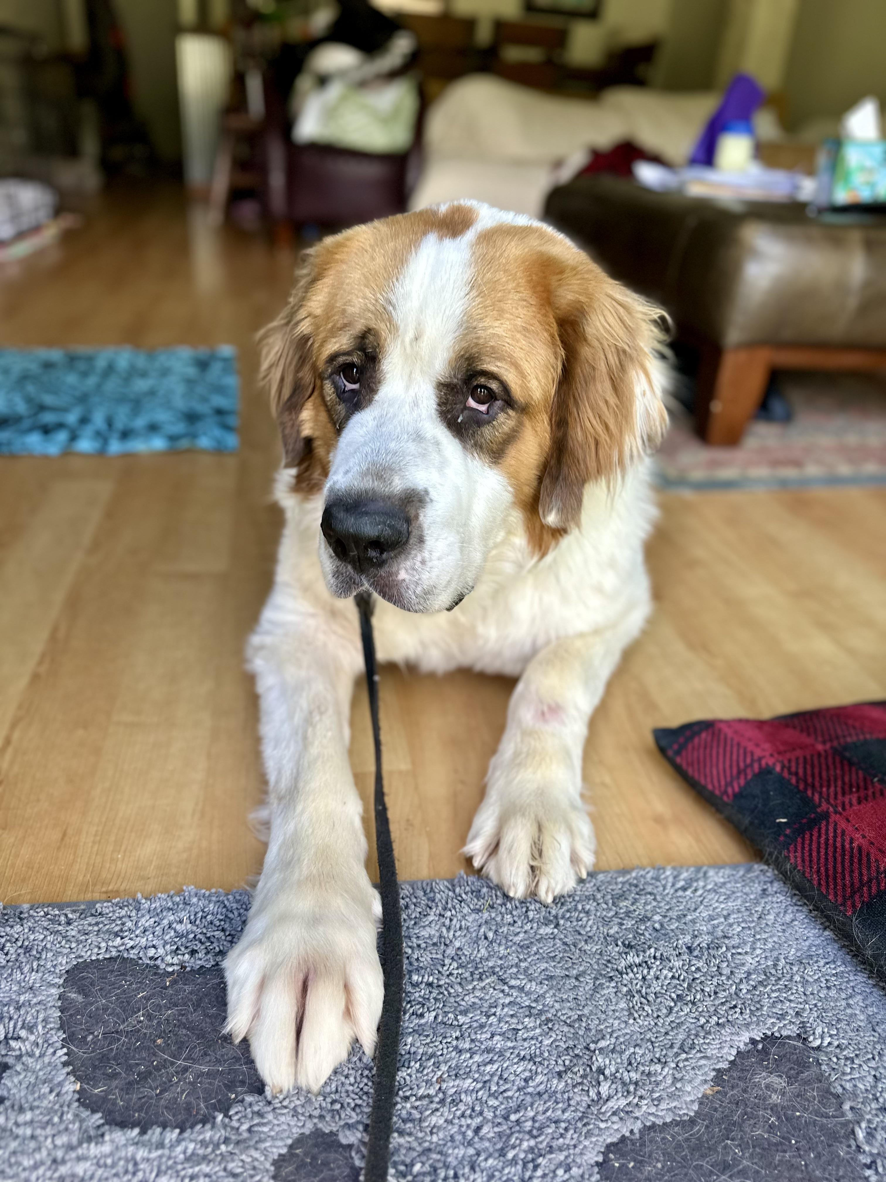 Alvin, Young Male Saint Bernard