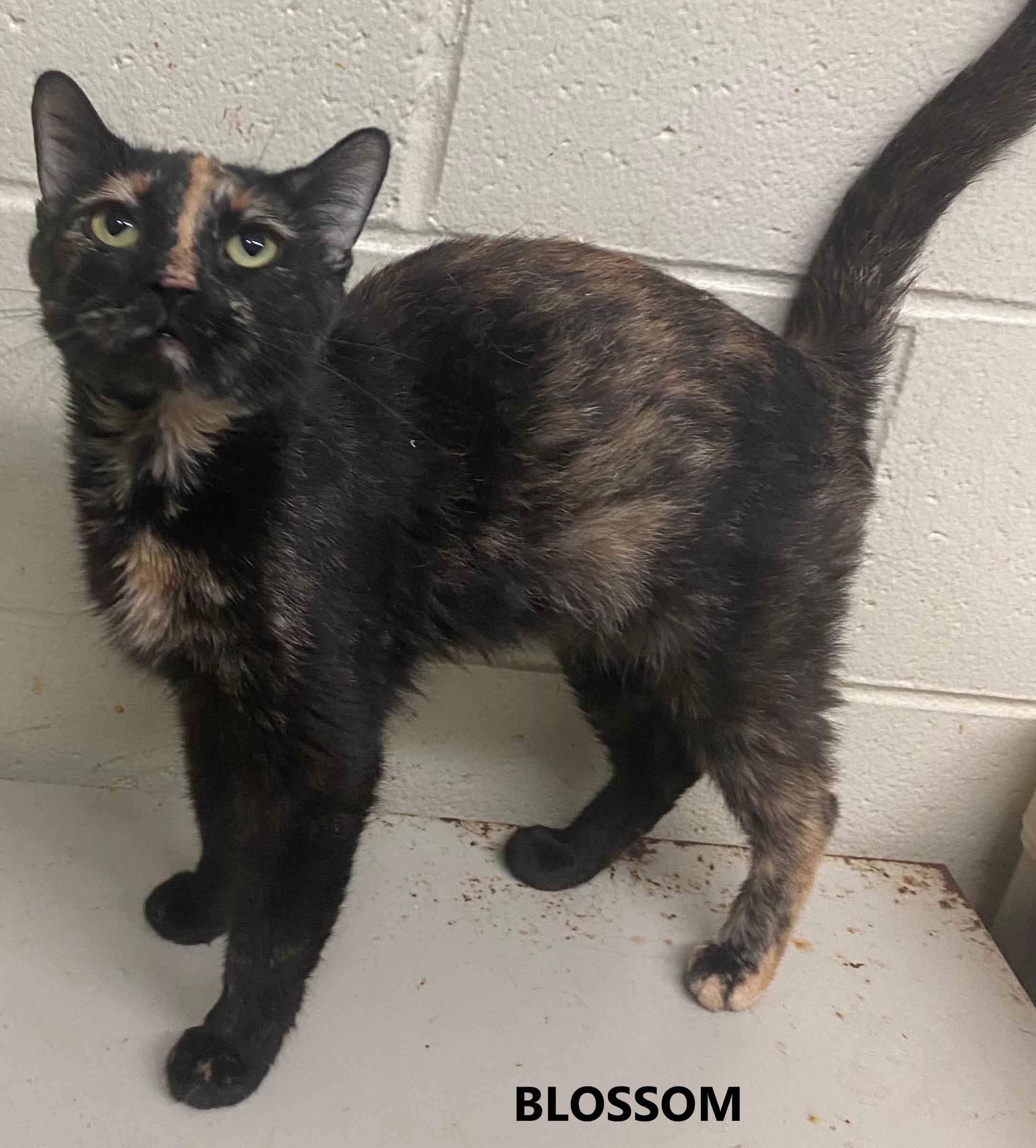 Blossom, a ADOPTABLE Domestic Short Hair in Washington, GA image 2/2