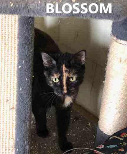 Blossom, ADOPTABLE, Young Female Domestic Short Hair.