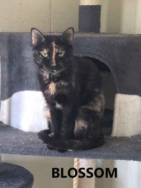 Enlarge Blossom, an adopted Domestic Short Hair in Washington, GA image 1/3