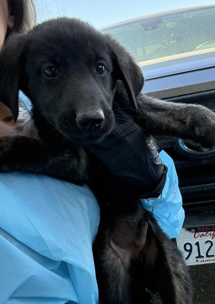 Mr. Peabody, Adoptable, Puppy Male German Shepherd Dog & Mixed Breed.