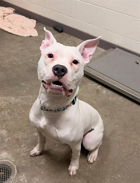 ZYRTEC, Adoptable, Young Male Pit Bull Terrier.