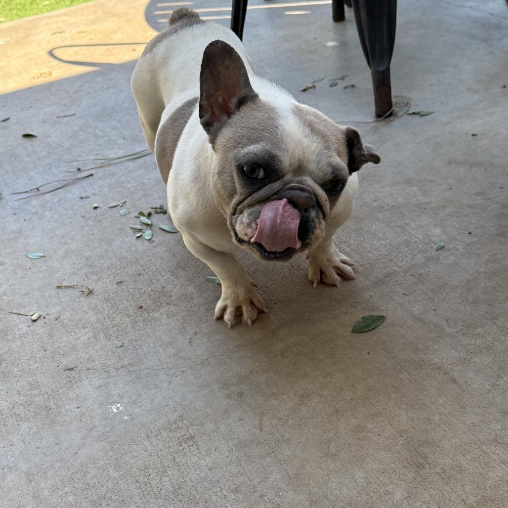 Lollie, a Adoptable French Bulldog in Sacramento, CA image 1/6