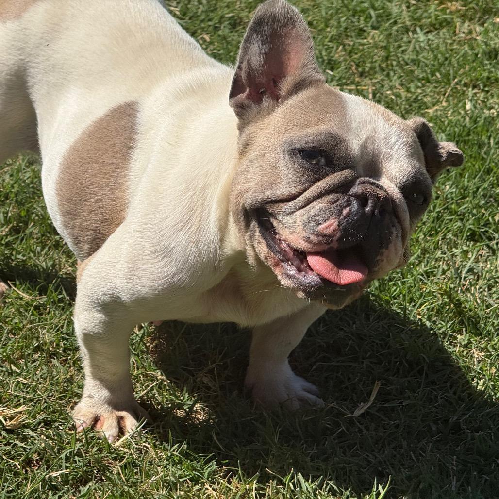 Lollie, a Adoptable French Bulldog in Sacramento, CA image 2/6