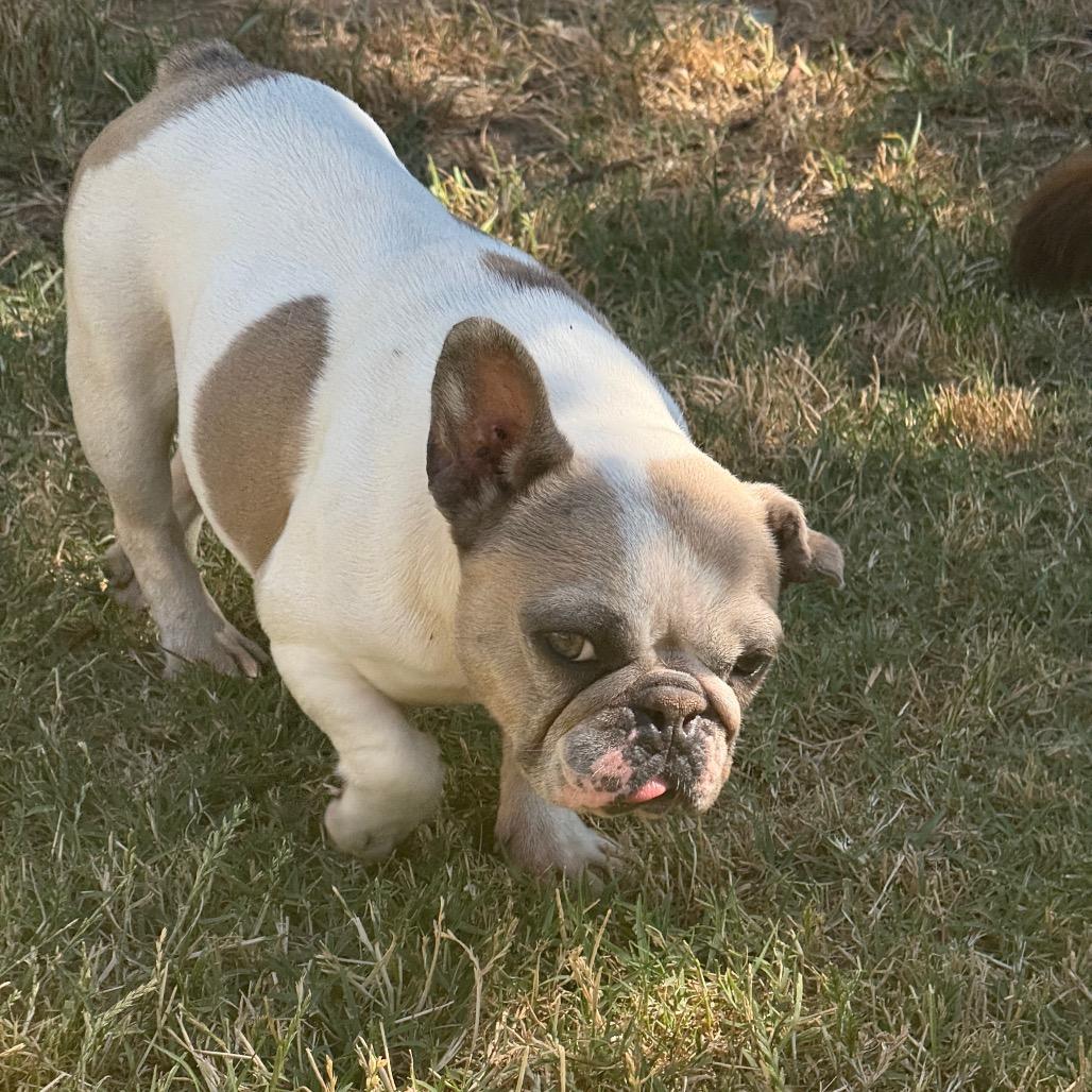Lollie, a Adoptable French Bulldog in Sacramento, CA image 3/6