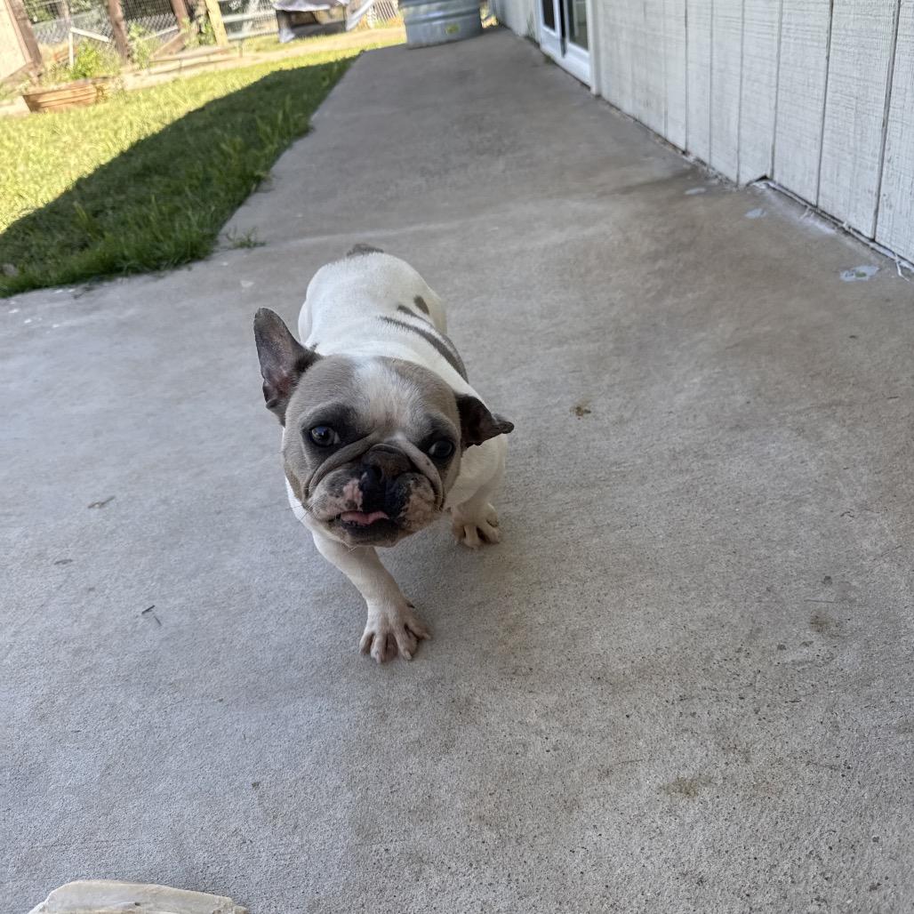 Lollie, a Adoptable French Bulldog in Sacramento, CA image 4/6