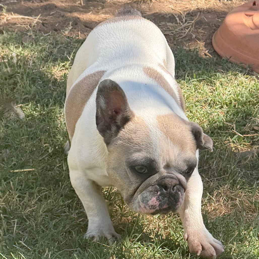 Lollie, a Adoptable French Bulldog in Sacramento, CA image 5/6