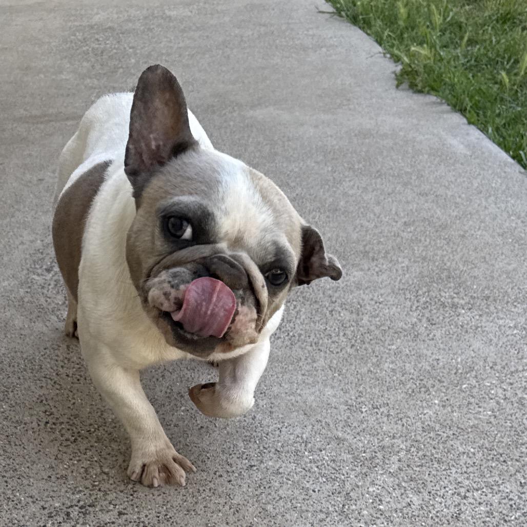 Lollie, a Adoptable French Bulldog in Sacramento, CA image 6/6