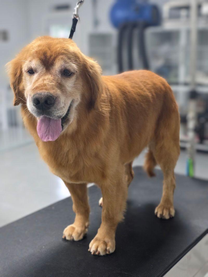 Enlarge Rambo, a Adoptable Golden Retriever in Bath, OH image 2/3
