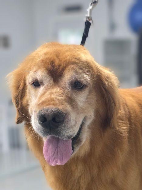 Rambo, Adoptable, Adult Male Golden Retriever.