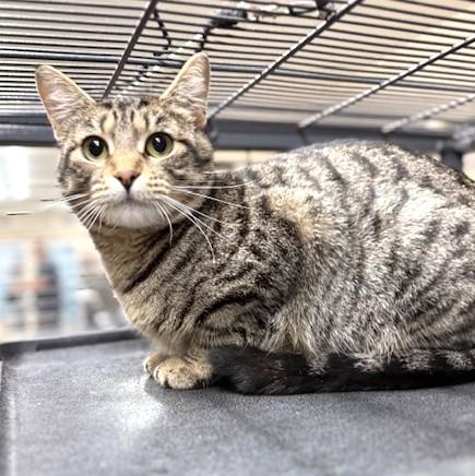 Enlarge Gypsy, an adoptable mixed breed in Long Beach, WA image 2/5