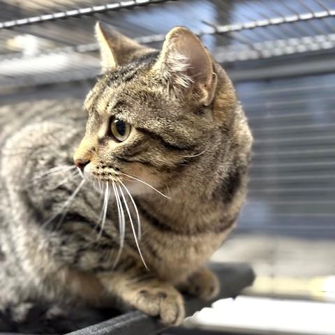 Enlarge Gypsy, an adoptable mixed breed in Long Beach, WA image 3/5