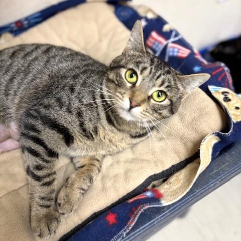 Enlarge Gypsy, an adoptable mixed breed in Long Beach, WA image 1/5