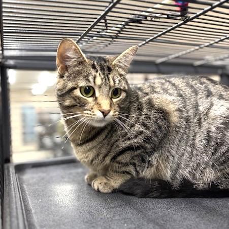 Enlarge Gypsy, an adoptable mixed breed in Long Beach, WA image 4/5