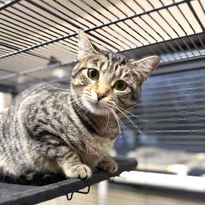 Enlarge Gypsy, an adoptable mixed breed in Long Beach, WA image 5/5