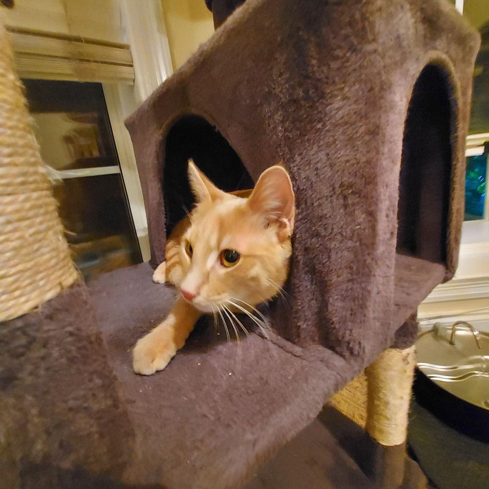 Theo (AKA Teddy), Adoptable, Young Male Domestic Medium Hair.