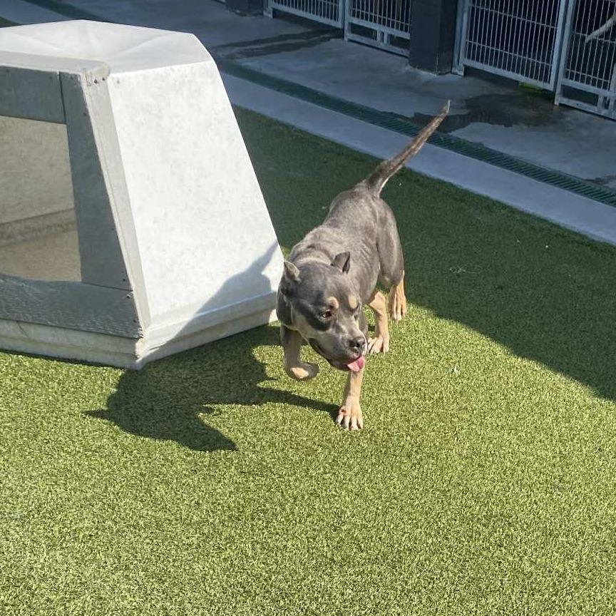 November, Adoptable, Senior Female Pit Bull Terrier.