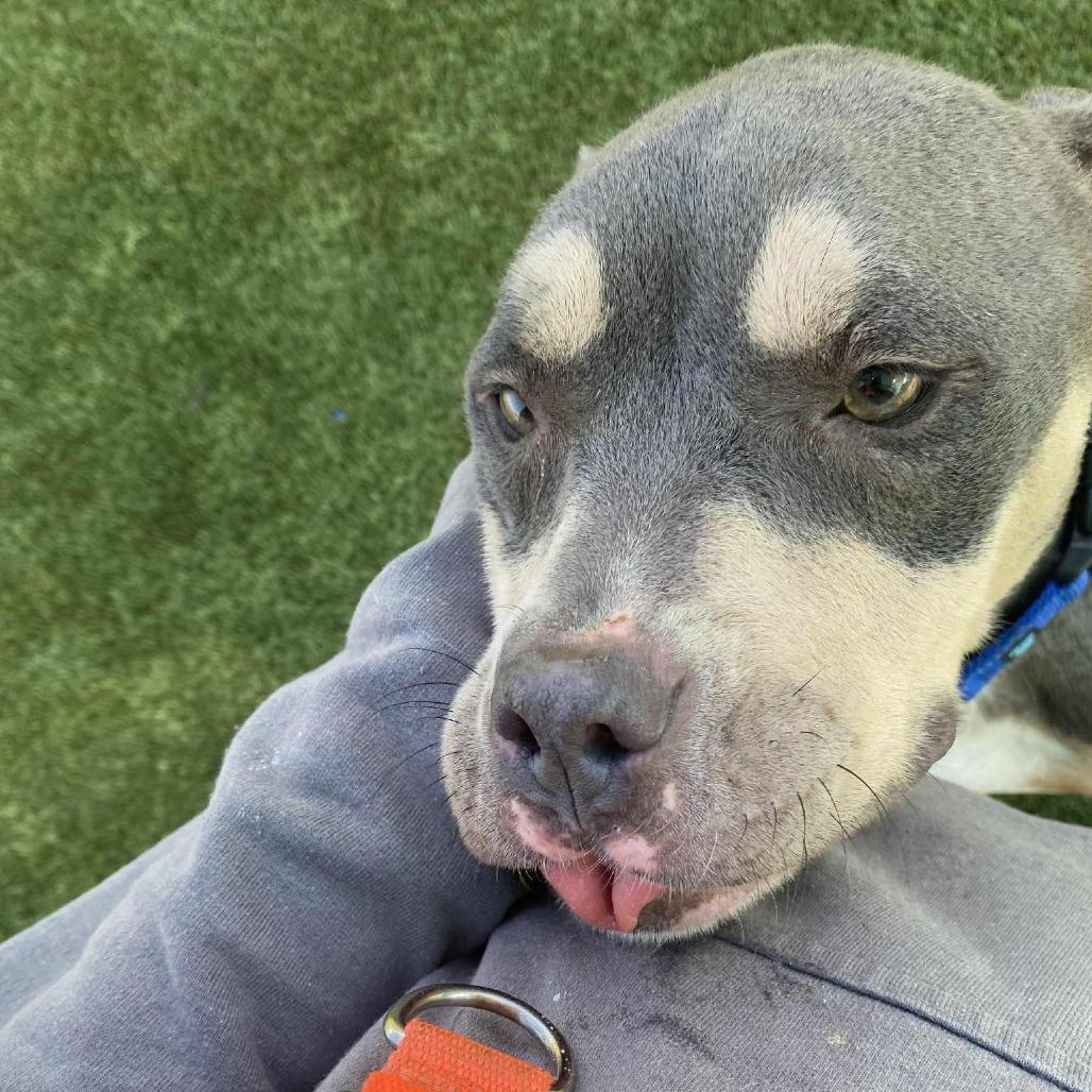 November, a Adoptable Pit Bull Terrier in Boaz, AL image 2/2