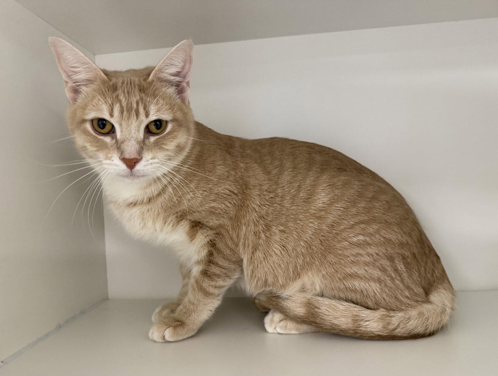 Siegfried, a Adopted Domestic Short Hair in Satellite Beach, FL image 1/2