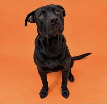 Enlarge Joe, a Adoptable mixed breed in Carver, MA image 1/2