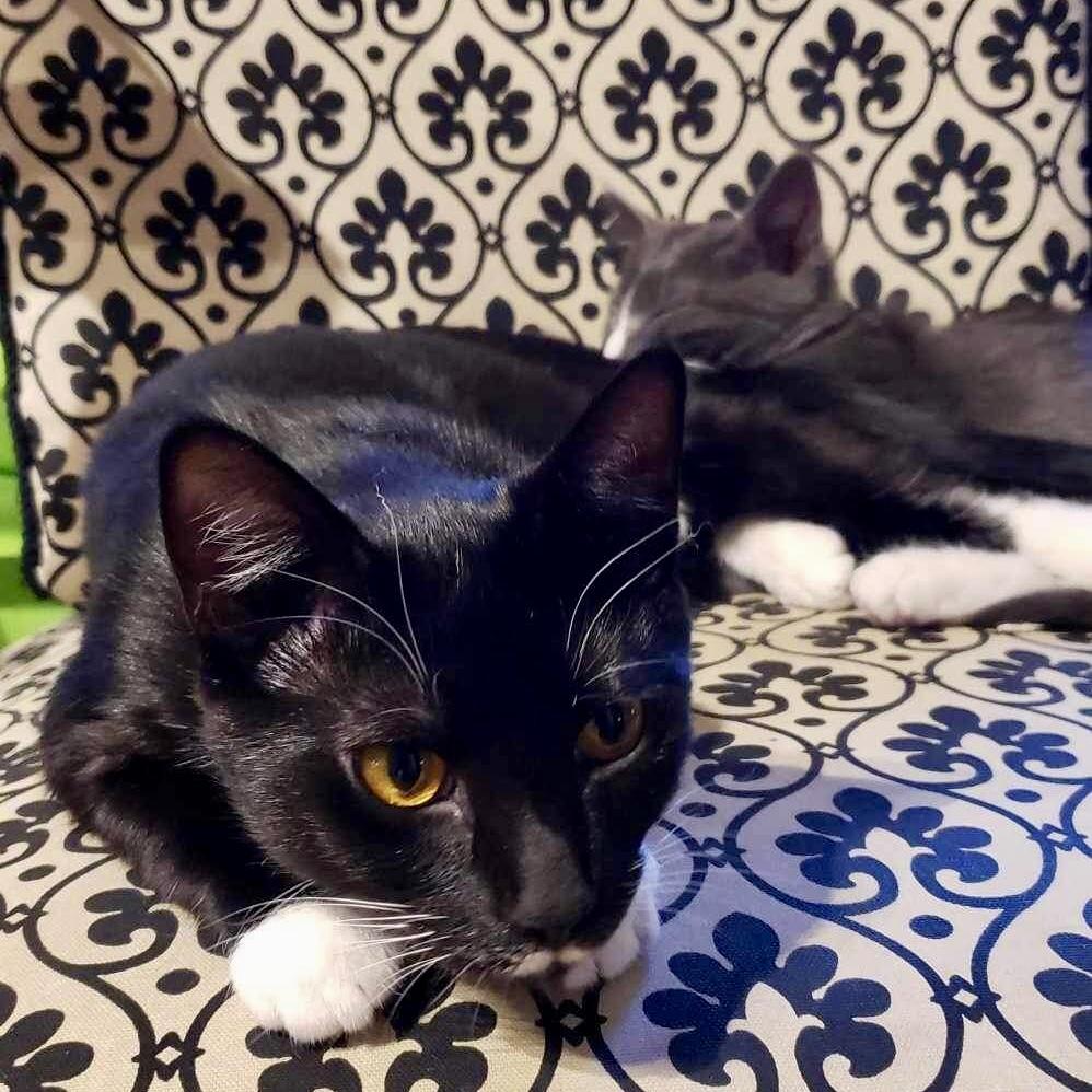 Enlarge Jillian, a Adopted Domestic Short Hair in Lakewood, NY image 1/4