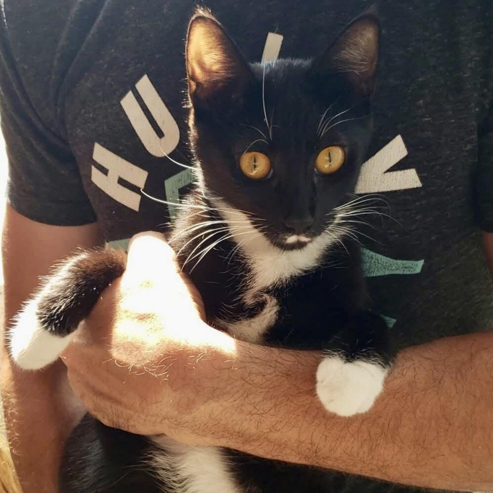 Enlarge Jillian, a Adopted Domestic Short Hair in Lakewood, NY image 2/4