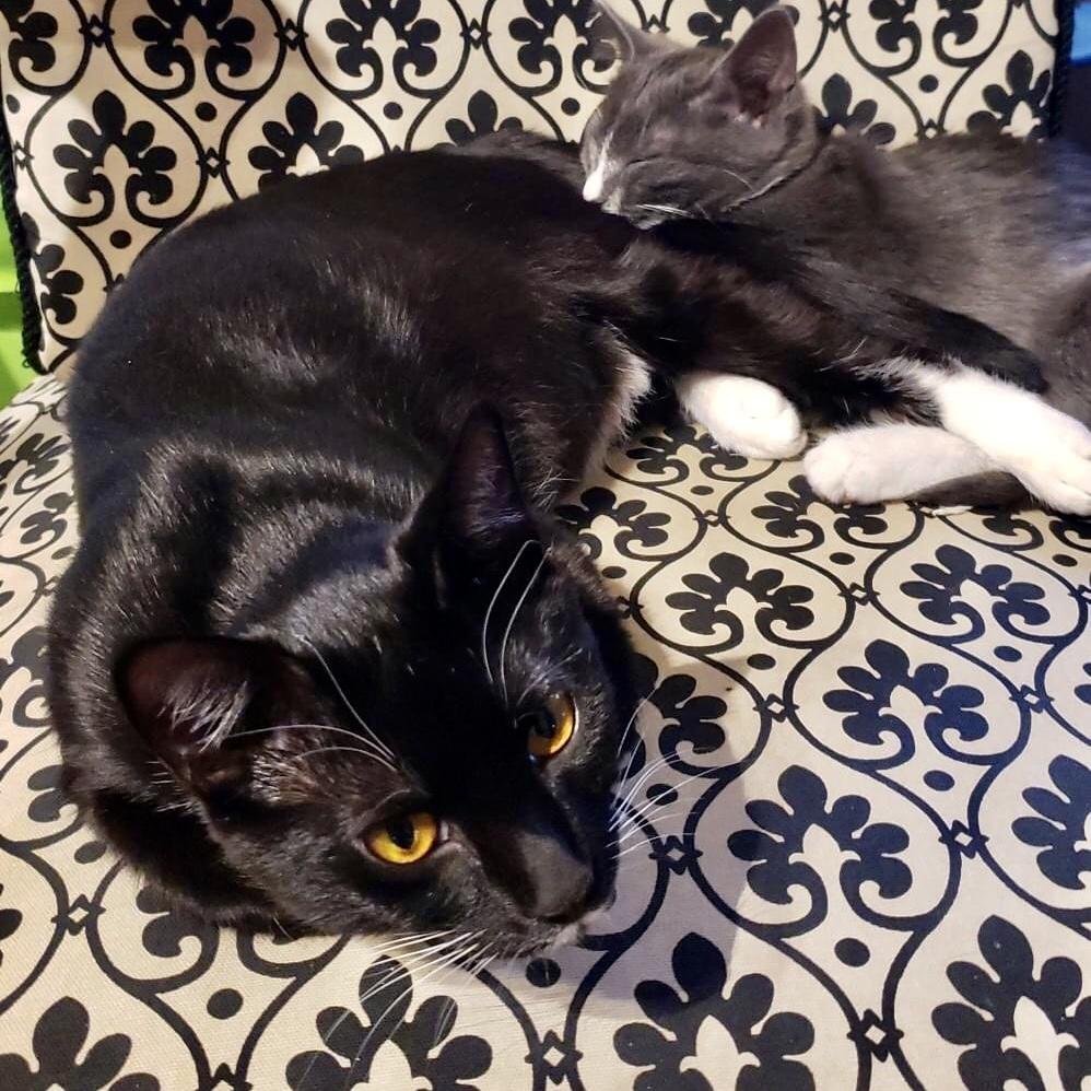 Enlarge Jillian, a Adopted Domestic Short Hair in Lakewood, NY image 4/4