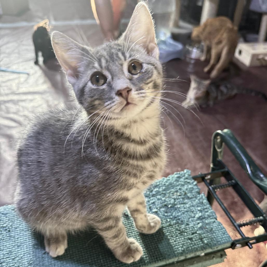 Dolly, Adoptable, Kitten Female American Shorthair.